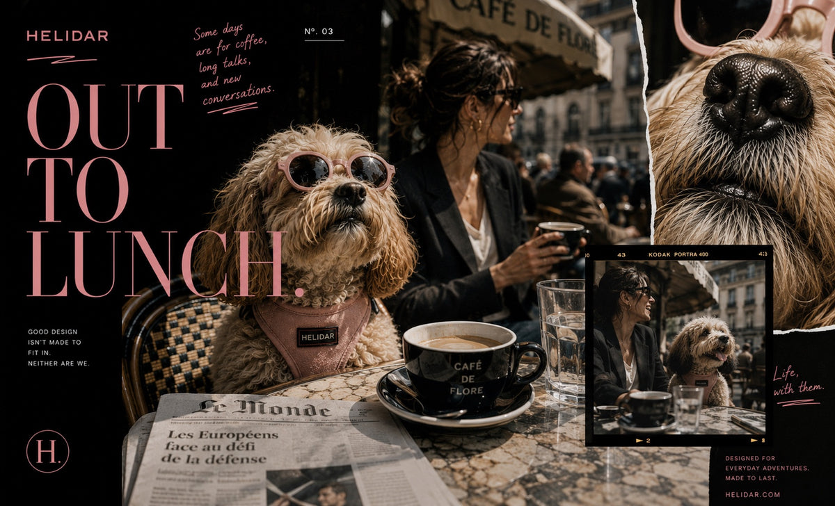 Helidar Out to Lunch dog cafe editorial banner